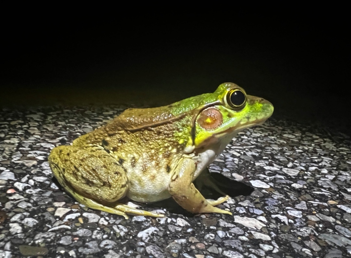 Green Frog